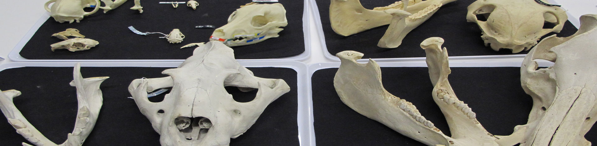 peces i ossos i cranis de diversos animals