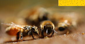 Natura de prop – Diversitat d’abelles