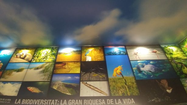 imatge dels plafons de la illa de biodiversitat a Catalunya