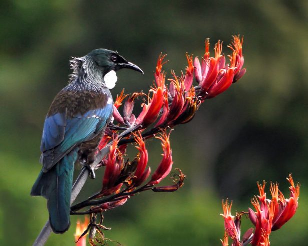 Ocell de Nova Zelanda Menjamel tui