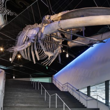 Entrada al vestíbul del Museu amb l'esquelet de la balena damunt les escales