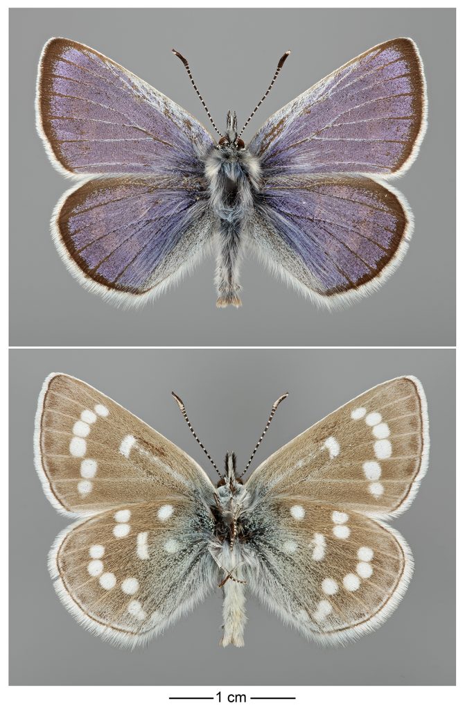 Xerces Blue butterfly genome sequenced, an icon of anthropogenic ...