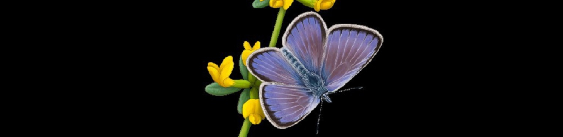 Ilustración de la mariposa Xerces Blue posada en una rama de la planta de la que se alimentaba: ‘Acmispon glaber’. / Martí Franch. Foto: