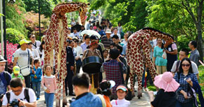 Girafes, espectacle de carrer