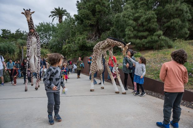 girafes xirriquiteula a la festa aniversari dels 25 anys del Jardí bo`tanic