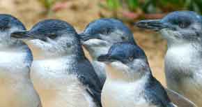 Descobrint els pingüins de Nova Zelanda
