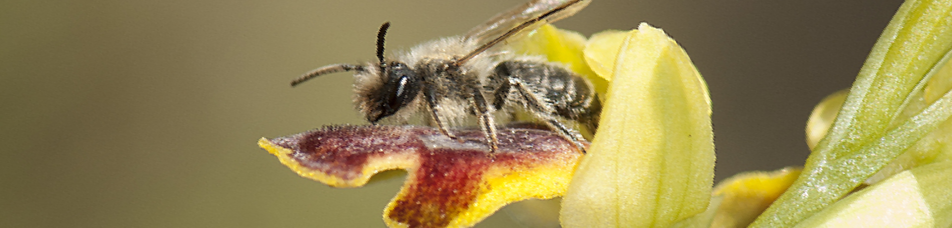 Andrena 3c O bilunulata Villalba de Rioja 22 4 07. Imatge d'Oscar Aguado