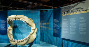 Visita guiada a l’exposició <i>Animals invisibles</i>