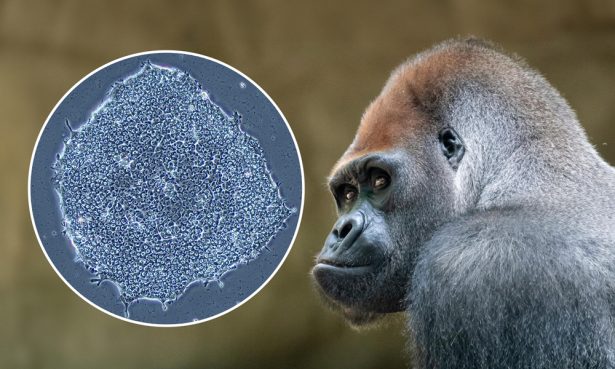 Peu de foto: Les línies cel·lulars criopreservades pel goril·la al CryoZoo de Barcelona. Crèdit: UPF/Equip creatiu EMBL