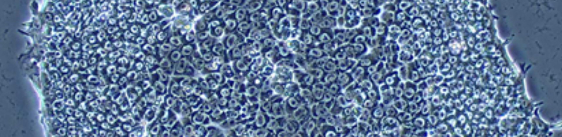 capçalera: imatge de teixit cel·lular