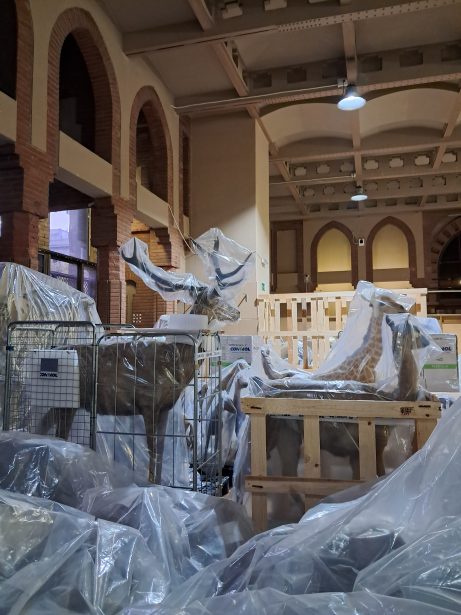 Sal de la balena del Castell dels Tres Dragons amb les col·leccions embalades a punt pel seu trasllat