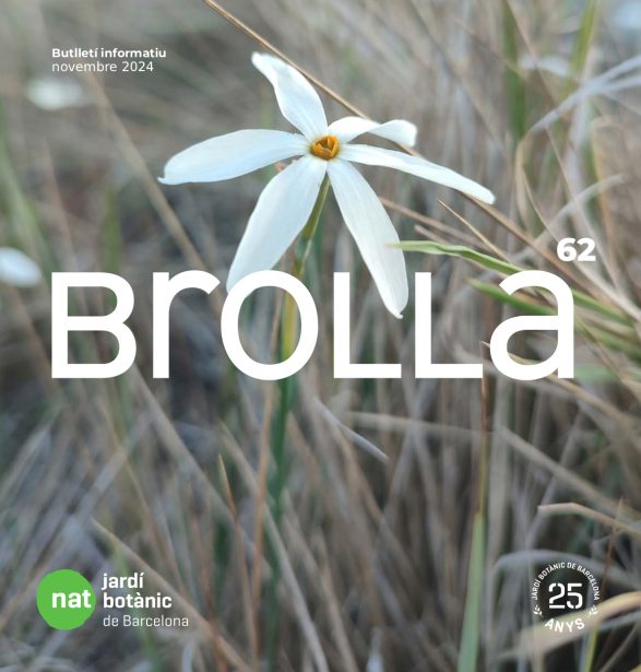 Portada del Volum 62 Revista Brolla