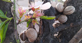 A pas lent. El món dels cargols terrestres