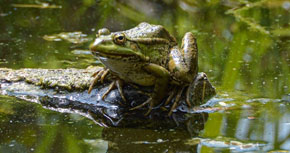 Descobrint el món dels amfibis