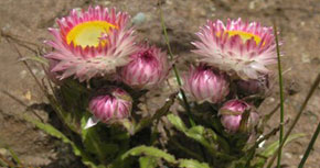 Història evolutiva i biogeogràfica de compostes a l’arxipèlag afromontà