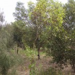 Bosquines d'Eucalyptus a l'Austràlia meridional