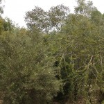 Brolla acidòfila de l'Austràlia meridional