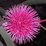 Floració d'una brolla amb proteàcies de la regió occidental d'Austràlia