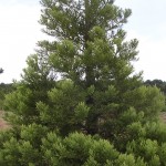 Arbre de Pinus ponderosa