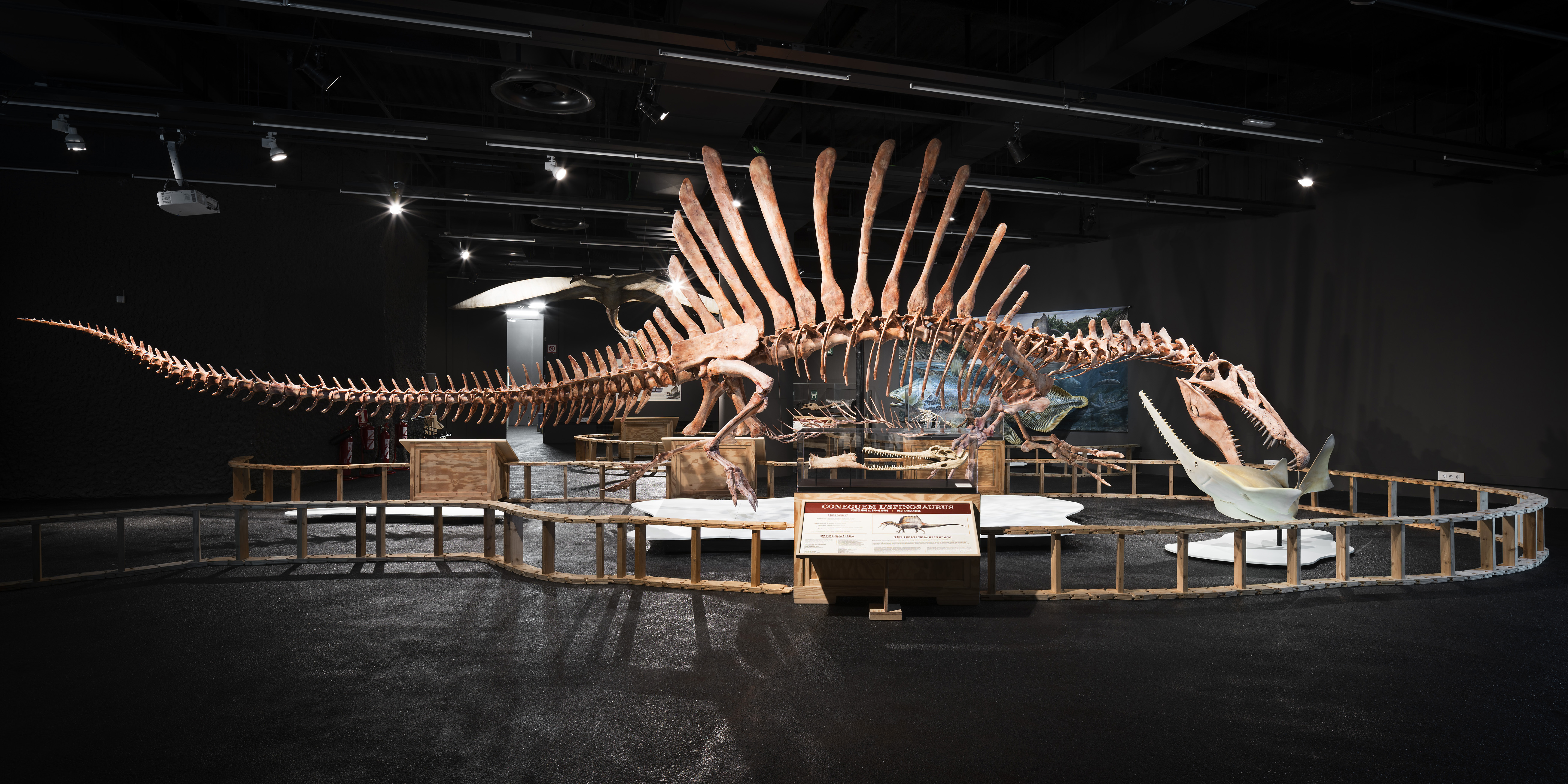 i>Spinosaurus</i>, el gigante perdido del Cretáceo | Museu de Ciències Naturals de Barcelona