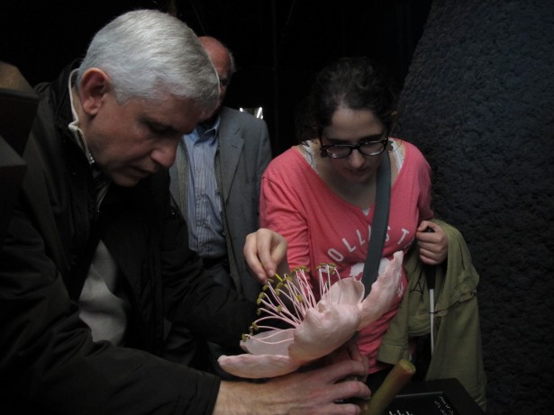 Taula interactiva de les plantes amb maquetes de flors i cèl·lula vegetal que es poden tocar i textos en braille