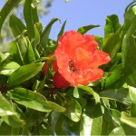 Detall d'una flor d'un alzinar oriental