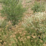 Detall d'una comunitat d'estepes on abunden les plantes en ofrma de coixinets espinosos