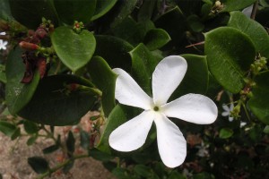 Detall d'una flor d'una bosquina acidòfila
